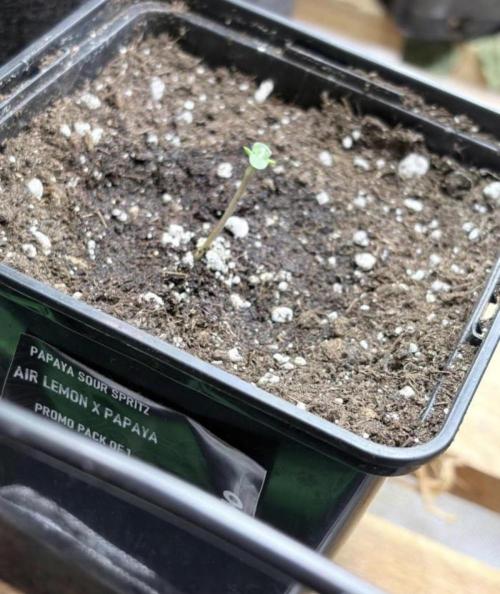 Community grow Papaya Sour Spritz. Week 1