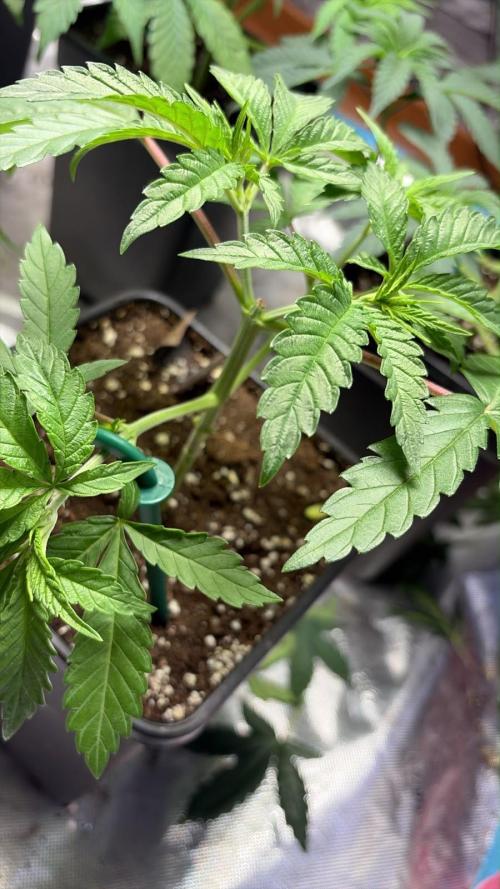 Community grow Papaya Sour Spritz. Week 5
