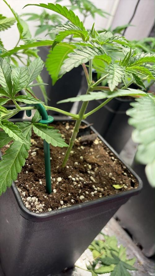 Community grow Papaya Sour Spritz. Week 5