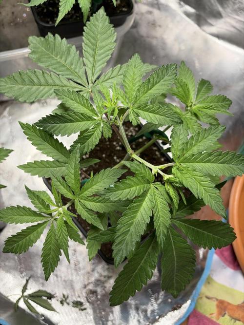 Community grow Papaya Sour Spritz. Week 5
