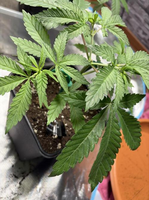 Community grow Papaya Sour Spritz. Week 5