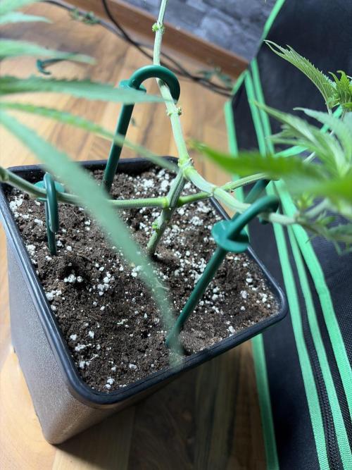Community grow Shishka Lemonade. Week 6