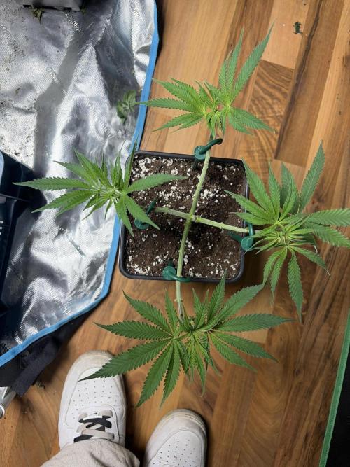 Community grow Shishka Lemonade. Week 6