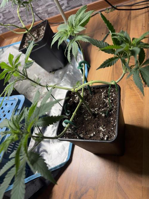 Community grow Papaya Sour Spritz. Week 6