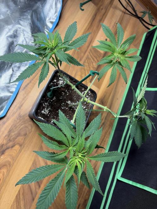 Community grow Papaya Sour Spritz. Week 6