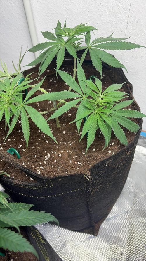 Community grow Shishka Lemonade. Week 7