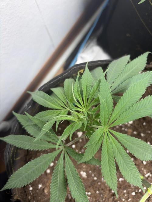 Community grow Shishka Lemonade. Week 7