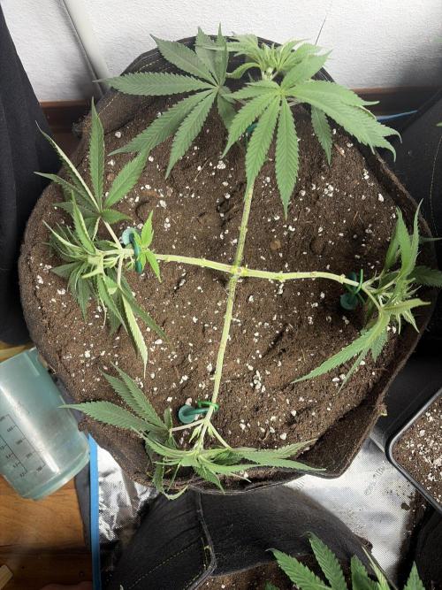 Community grow Shishka Lemonade. Week 7