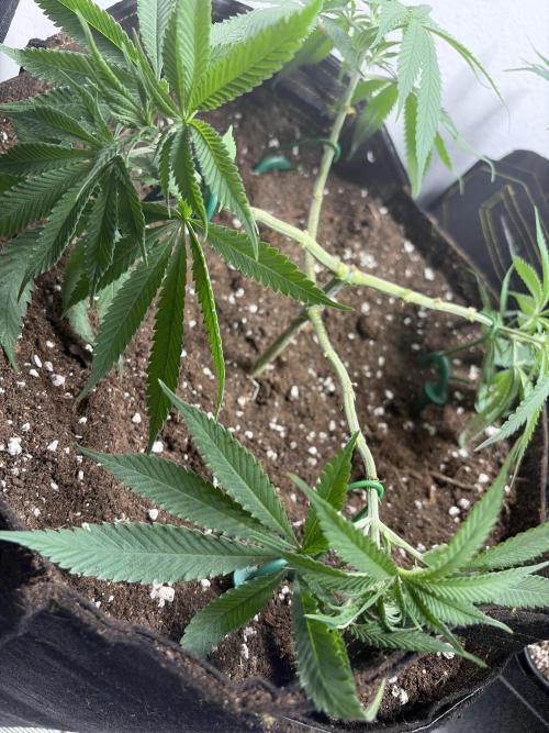 Community grow Shishka Lemonade. Week 7