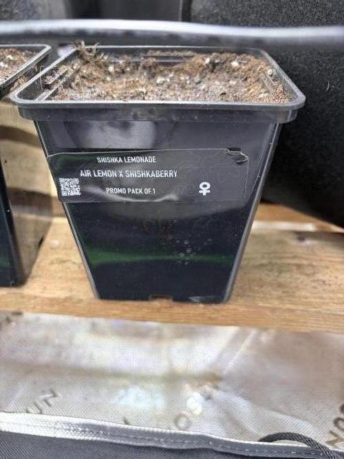 Community grow Shishka Lemonade. Week 1 - Tag 2 nach eintopfung 