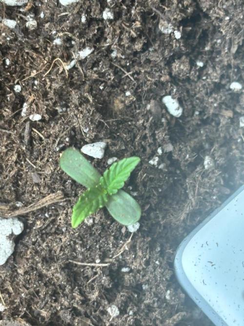 1st outdoor Pineapple Express Auto 🍍. Week 0