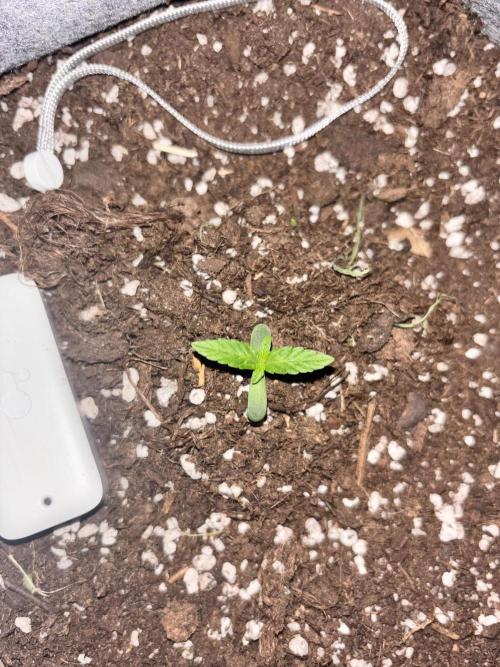 1st outdoor Pineapple Express Auto 🍍. Week 1