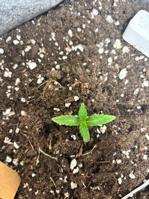 1st outdoor Pineapple Express Auto 🍍. Week 1