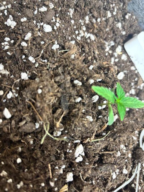 1st outdoor Pineapple Express Auto 🍍. Week 1