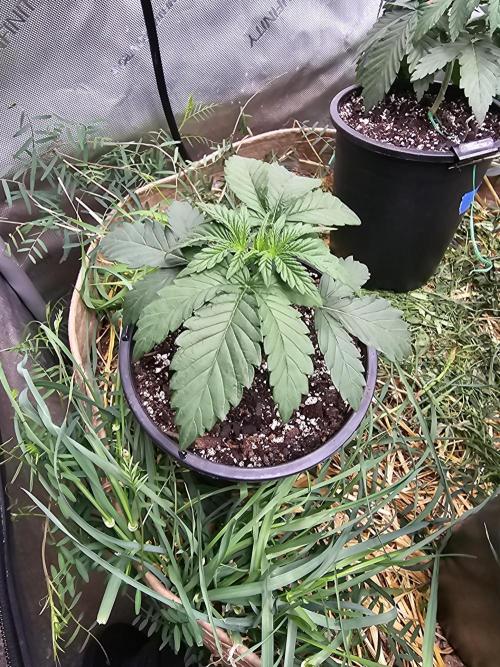 CLOUDLAB 844, Advance Grow Tent 4x4. Week 2