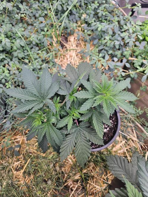 Key Lime Pie by Purple Caper Seeds. Week 3
