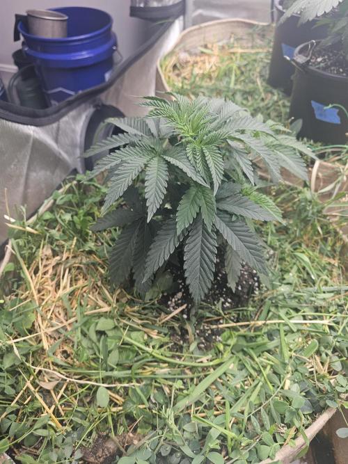 CLOUDLAB 844, Advance Grow Tent 4x4. Week 3