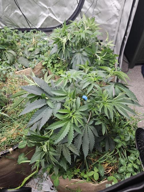 Key Lime Pie by Purple Caper Seeds. Week 5