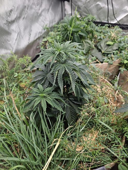 Key Lime Pie by Purple Caper Seeds. Week 5 - Second KLP that took a few days to germinate after the first KLP. She did NOT like transplant. 