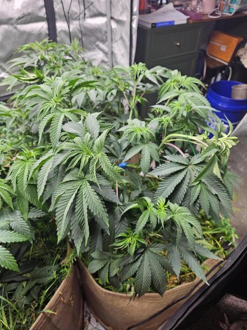 Key Lime Pie by Purple Caper Seeds. Week 6