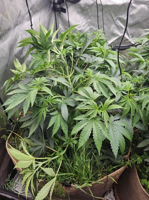 Key Lime Pie by Purple Caper Seeds. Week 6