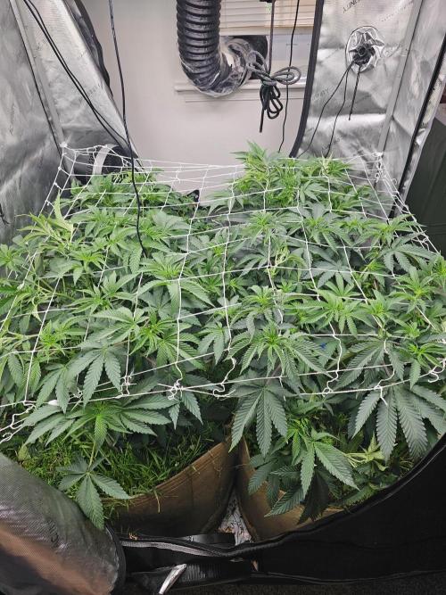 CLOUDLAB 844, Advance Grow Tent 4x4. Week 7