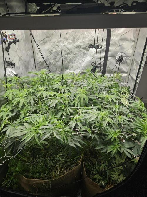 Key Lime Pie by Purple Caper Seeds. Week 1