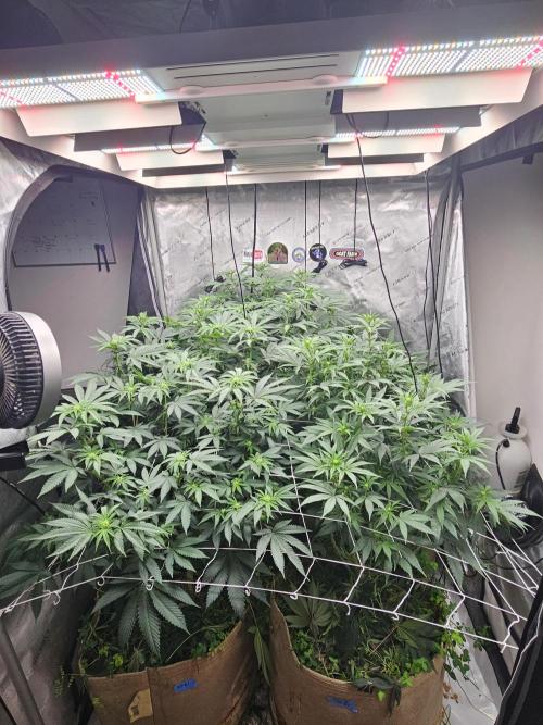 Key Lime Pie by Purple Caper Seeds. Week 4
