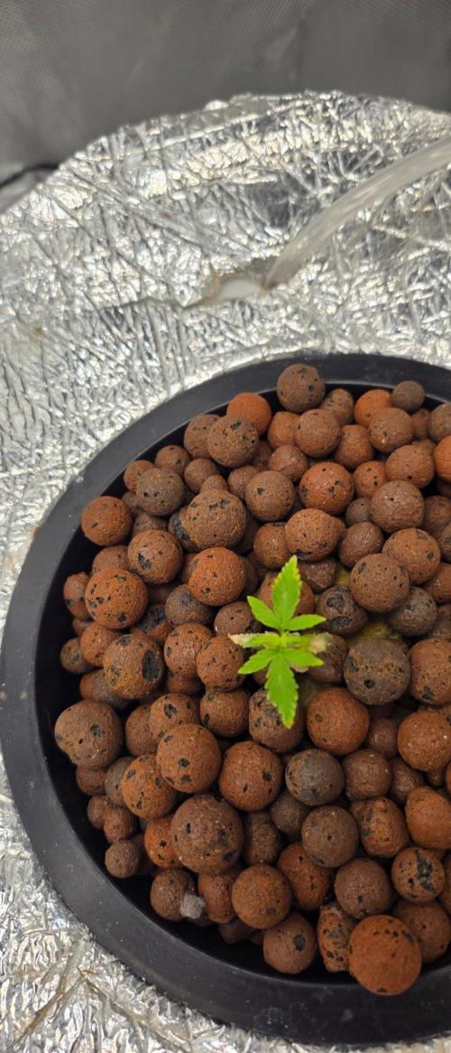 Acapulco Gold. Week 2