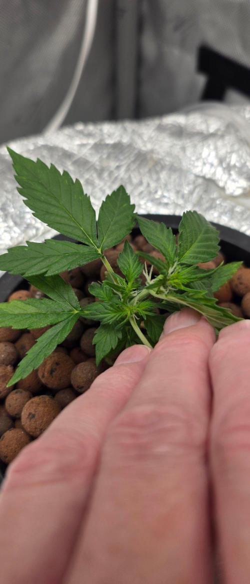 Acapulco Gold DWC w/ Athena Nutrients. Week 3 - Apparently may be normal for week 3 / start of week 4 but plant seems very small