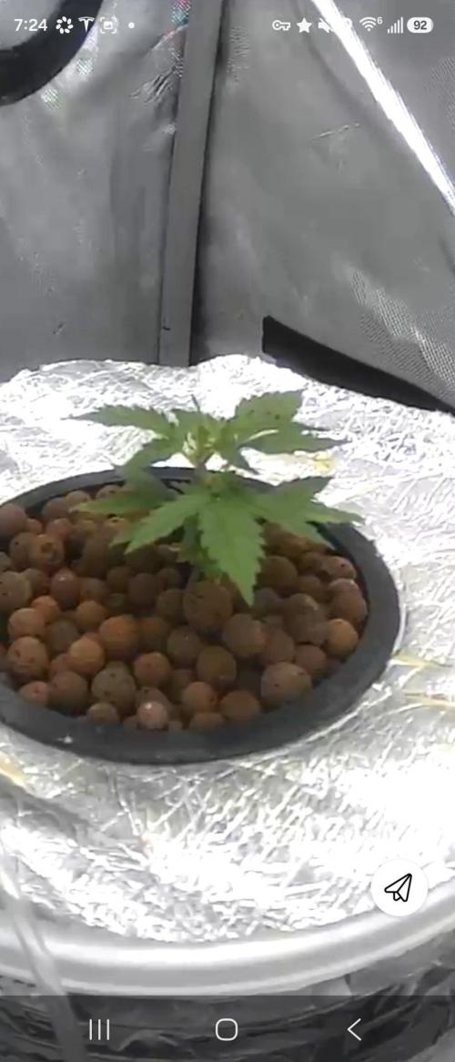 Acapulco Gold DWC w/ Athena Nutrients. Week 3