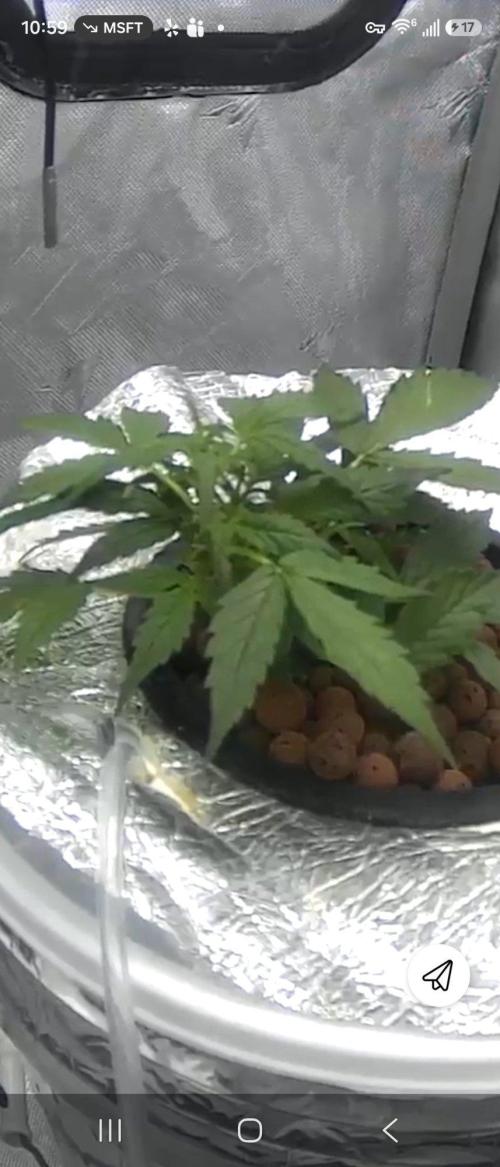Acapulco Gold DWC w/ Athena Nutrients. Week 4