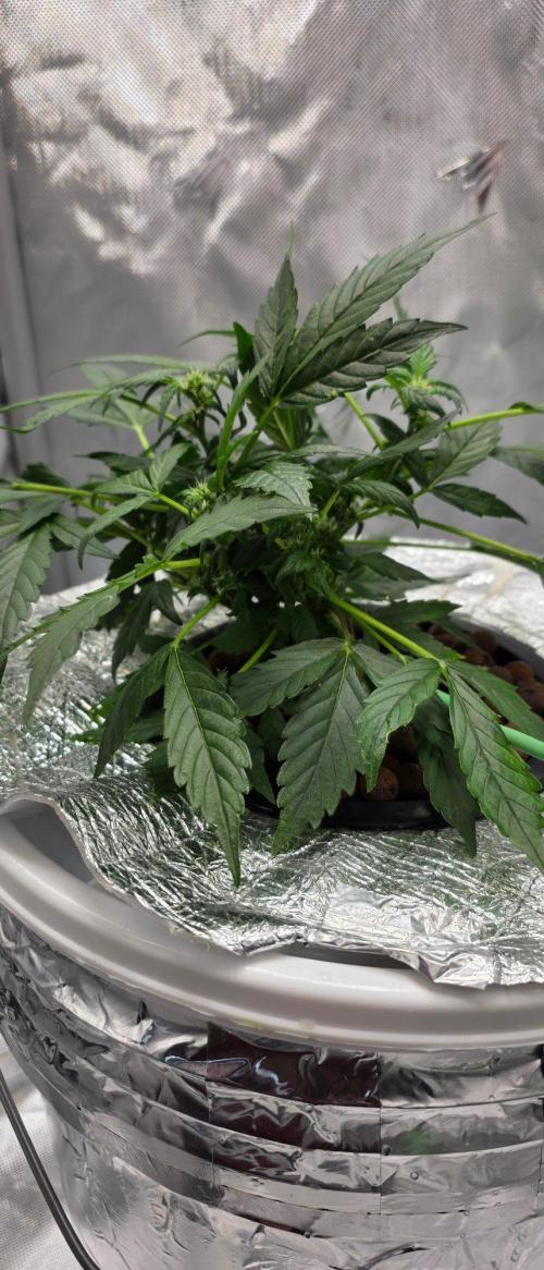 Acapulco Gold DWC w/ Athena Nutrients. Week 5