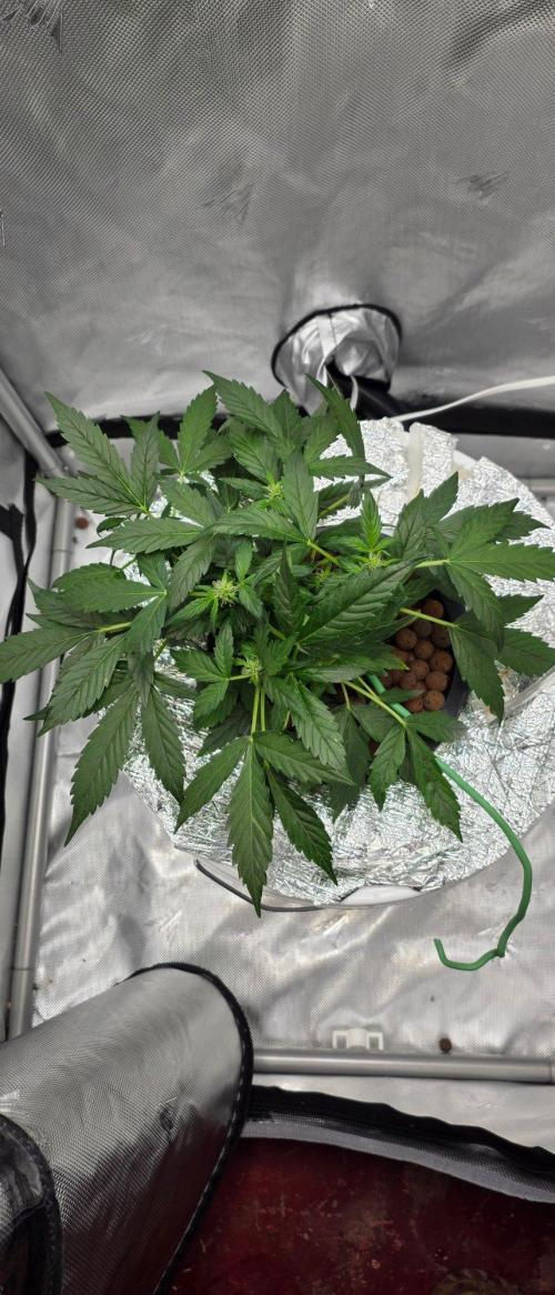 Acapulco Gold DWC w/ Athena Nutrients. Week 5