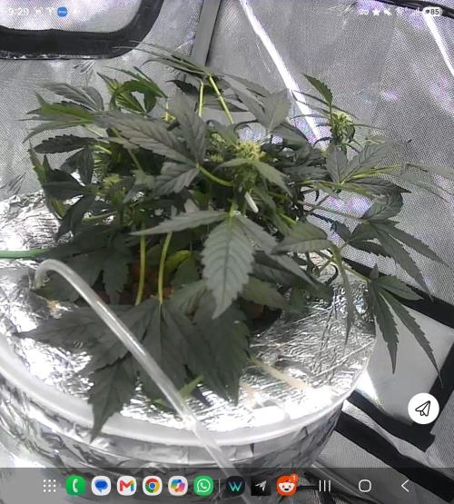 Acapulco Gold DWC w/ Athena Nutrients. Week 6