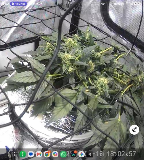 Acapulco Gold DWC w/ Athena Nutrients. Week 7