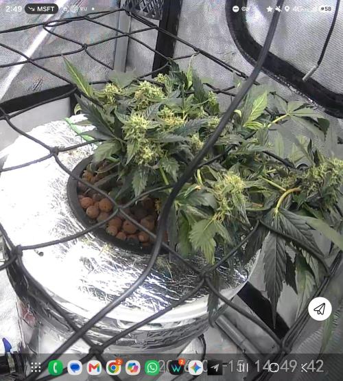 Qgoof