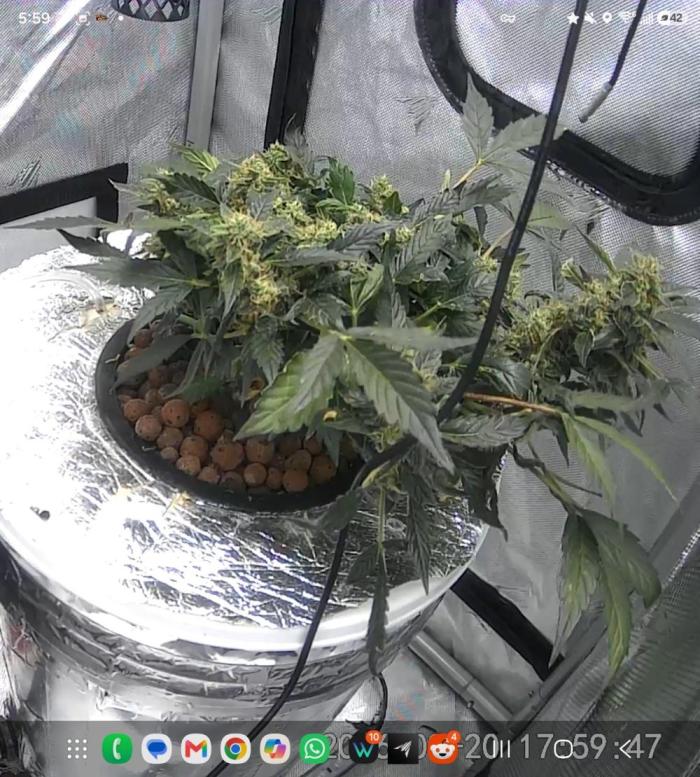 Acapulco Gold DWC w/ Athena Nutrients. Week 8