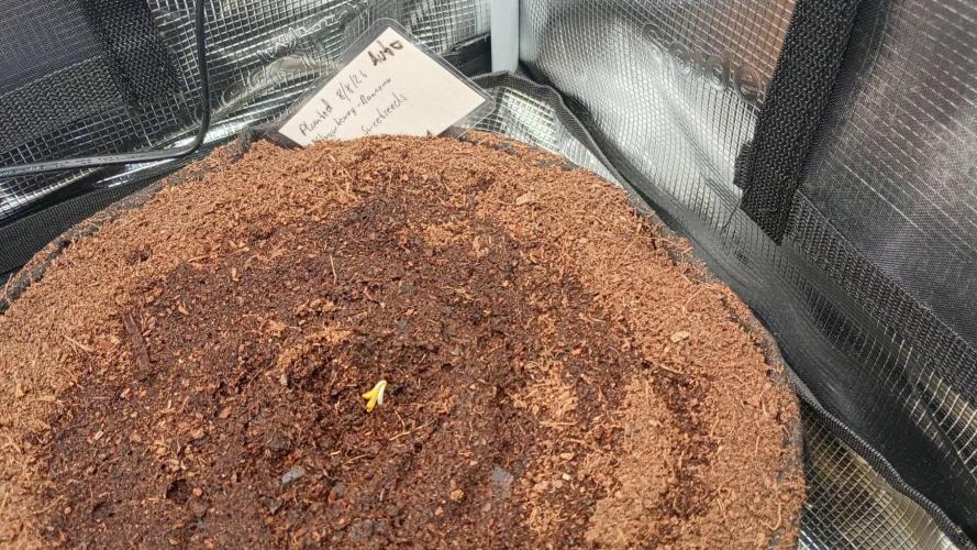 3rd Grow. Week 0