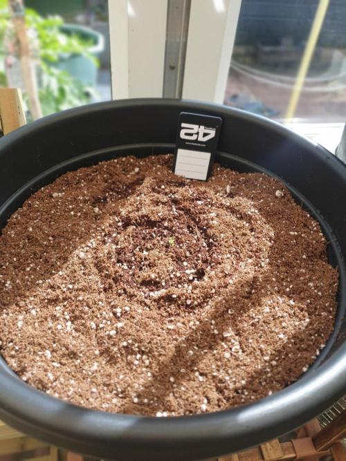 My first grow. Week 0 - Started life in the conservatory with the typical 2inch gap watering technique.
