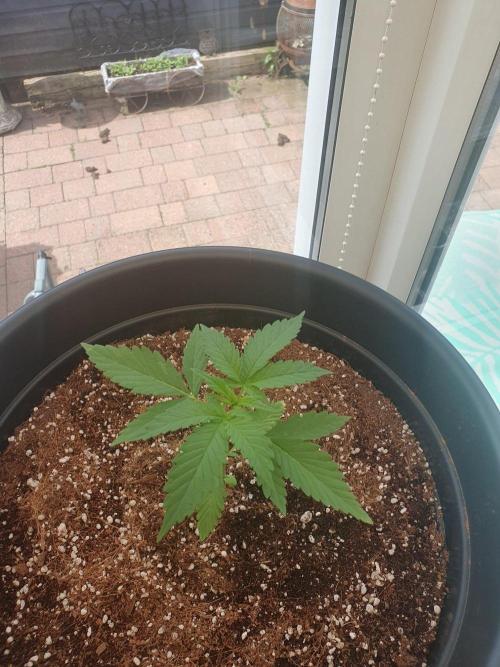 Strawberry Banana Auto. Week 5