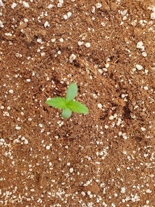 My first grow. Week 1