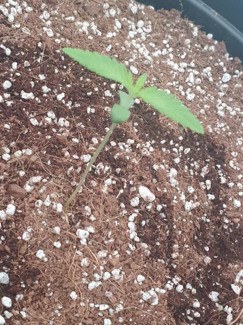 My first grow. Week 2