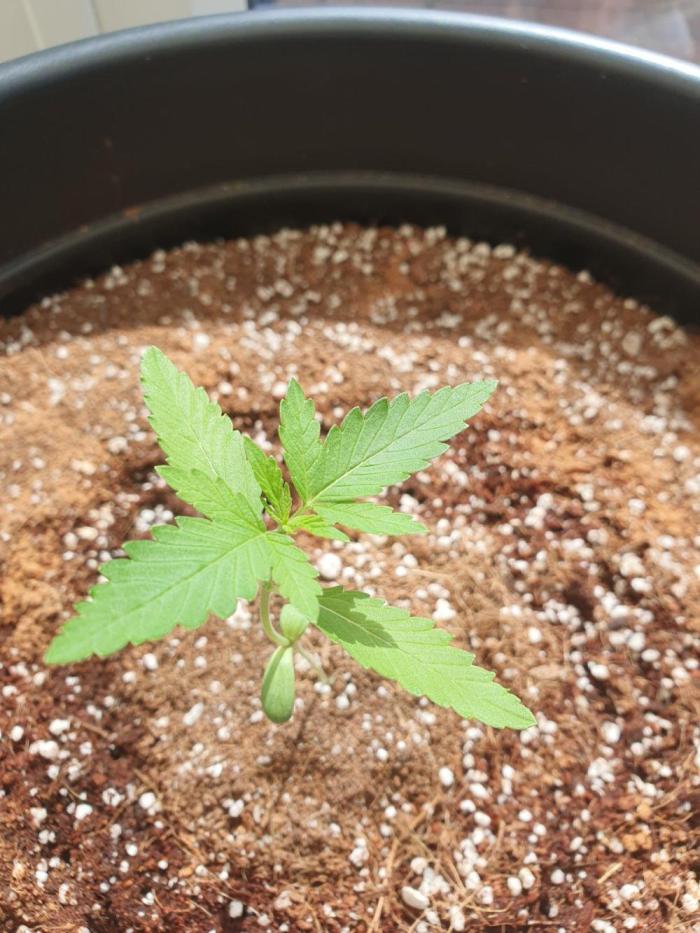My first grow. Week 3