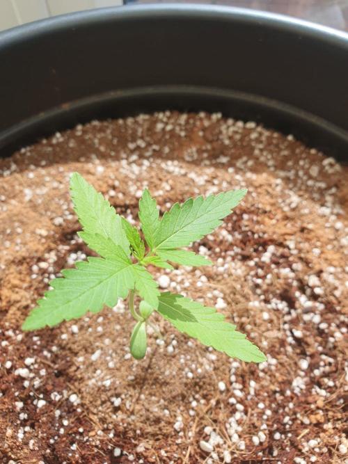 Strawberry Banana Auto. Week 3