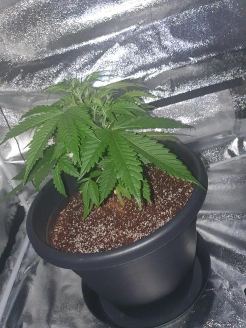 My first grow. Week 6