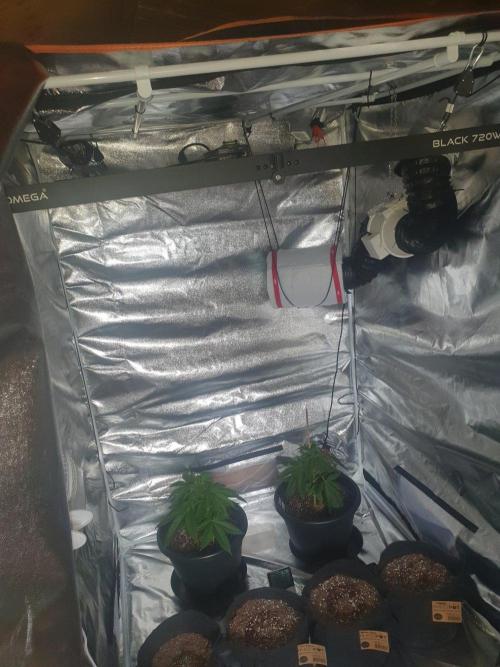 My first grow. Week 6