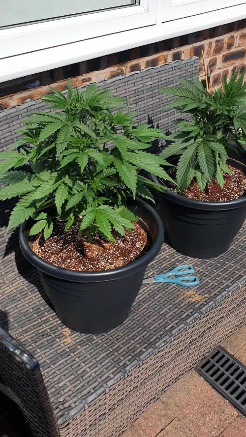 My first grow