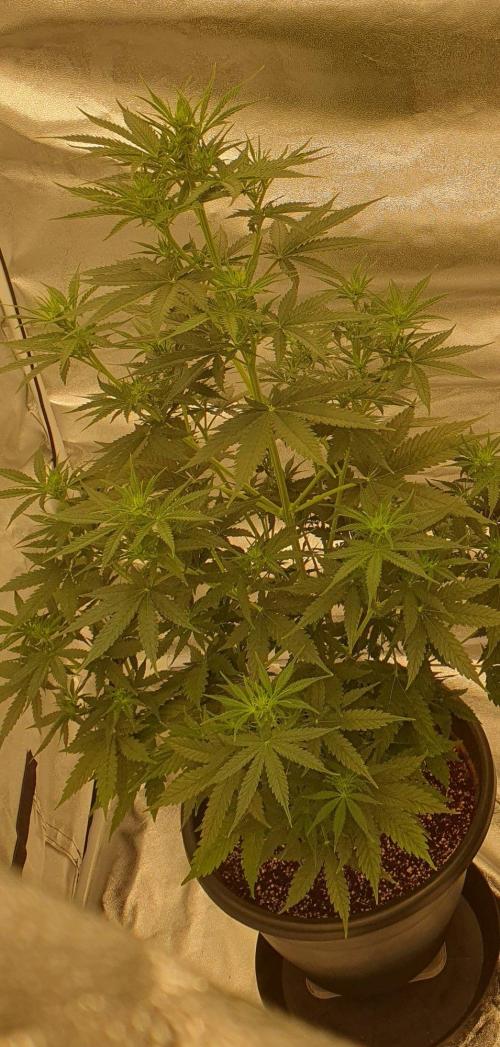 My first grow. Week 8