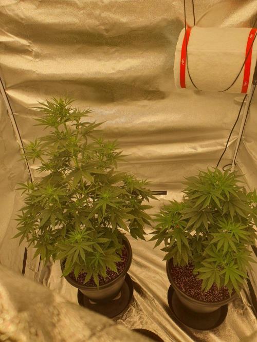 My first grow. Week 8